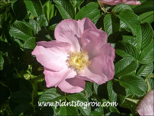 Nice single, clear pink flowers.